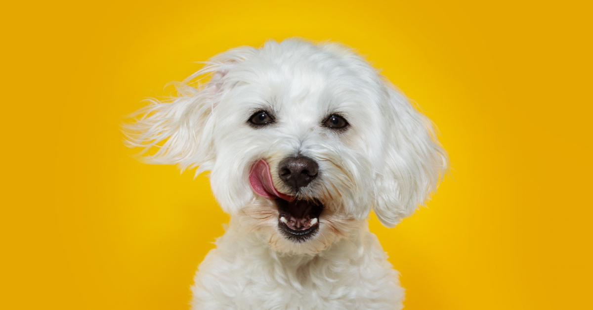 L Alimentation Du Bichon Maltais Comment Bien Le Nourrir